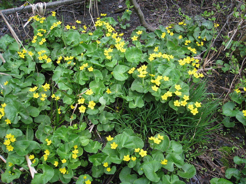 Mackinaw Island Area May 2008 1144.jpg - May 24 2008 a trip to Mackinac City for a 5 M race and a visit to Mackinac Island. A day to the UP, Paradise, Whitefish Point and Tahquamen Falls. This was followed by trips to Petoskey and Charlevoix.
